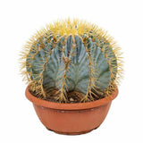 Cactus Sferic Ferocactus Glaucescens, 15-20 cm, spectaculos, cu spini impresionanti si nuante albastrui