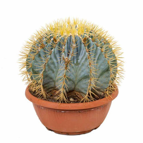 Cactus Sferic Ferocactus Glaucescens, 15-20 cm, spectaculos, cu spini impresionanti si nuante albastrui