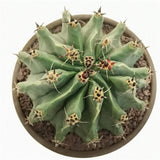 Cactus Sferic Ferocactus horridus, 20-35 cm, spectaculos, cu spini impresionanti si aspect sculptural