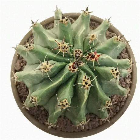 Cactus Sferic Ferocactus horridus, 20-35 cm, spectaculos, cu spini impresionanti si aspect sculptural