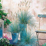 Festuca Glauca (Iarba Albastra) Elijah Blue, iarba decorativa perena cu frunzis albastru-argintiu, rezistenta la seceta si frig
