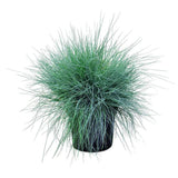 Deres csenkesz Intens Blue (Festuca glauca), intenzív kék díszfű, kompakt növekedés, ideális szegélyekhez és sziklakertbe, szárazságtűrő