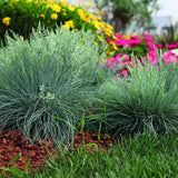 Deres csenkesz Intens Blue (Festuca glauca), intenzív kék díszfű, kompakt növekedés, ideális szegélyekhez és sziklakertbe, szárazságtűrő