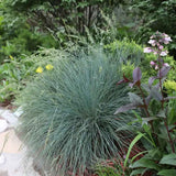 Deres csenkesz Intens Blue (Festuca glauca), intenzív kék díszfű, kompakt növekedés, ideális szegélyekhez és sziklakertbe, szárazságtűrő