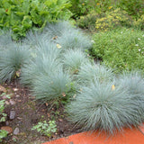 Festuca Glauca (Iarba Albastra) Elijah Blue