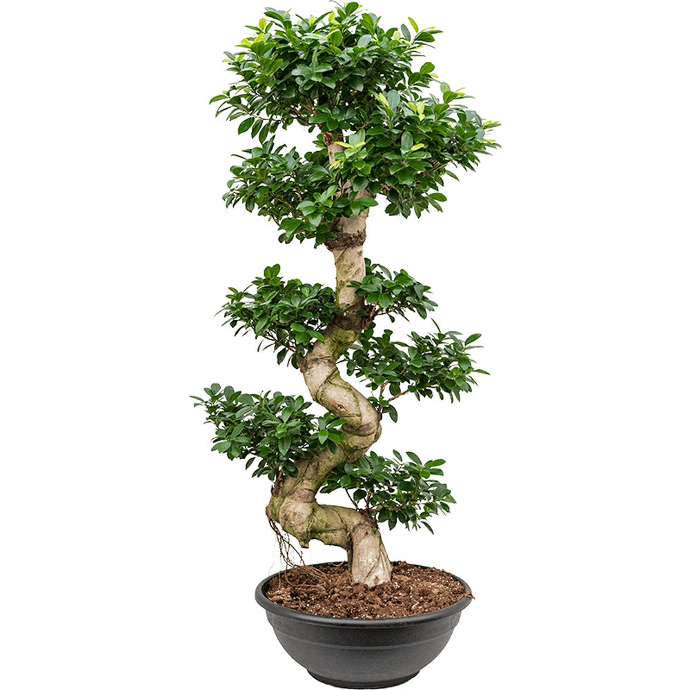 Ficus Bonsai Ginseng – spirális formájú, látványos beltéri levegőtisztító bonsai, 180 cm