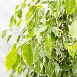 Ficus Benjamina Golden King, planta de interior cu frunze variegate galben-verde, decor elegant si purificator natural de aer - 160 cm