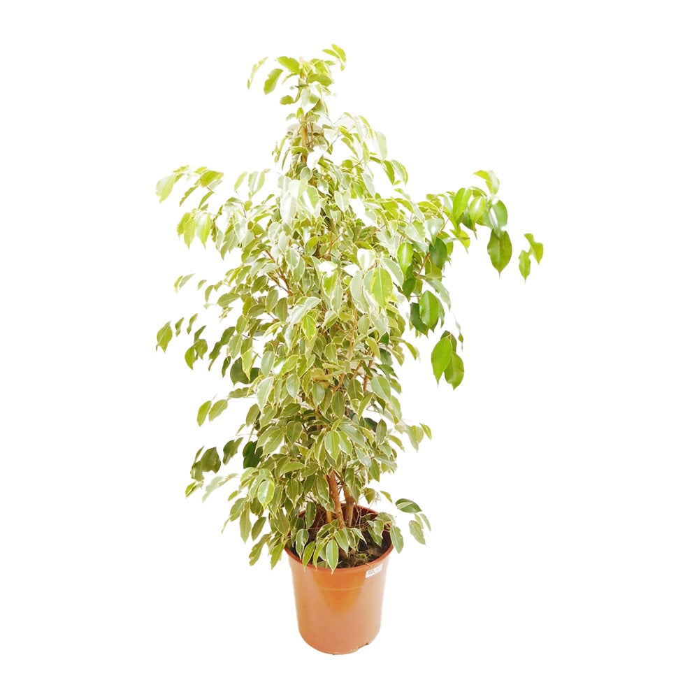Ficus Benjamina Golden King, planta de interior cu frunze variegate galben-verde, decor elegant si purificator natural de aer - 160 cm