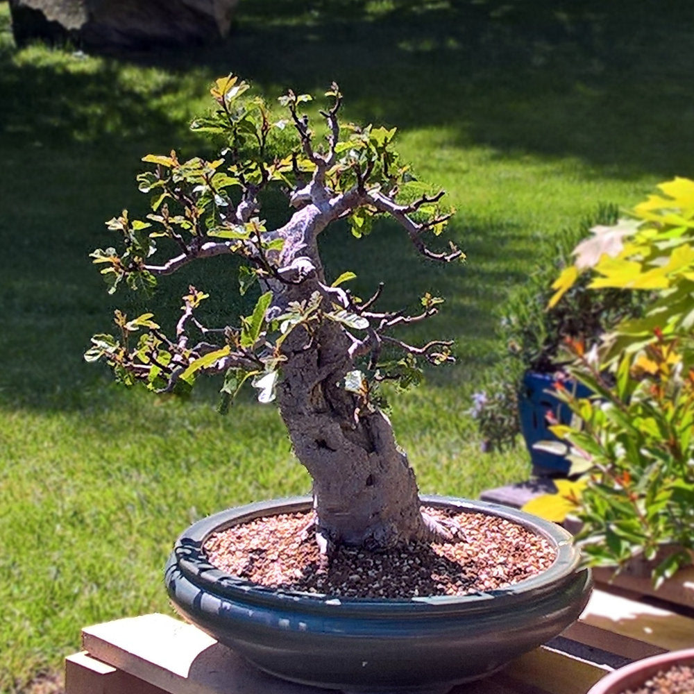 Idős bonsai fügefa (Ficus carica) Brown Turkey, 8. évtől termő, édes, sötét gyümölcsökkel