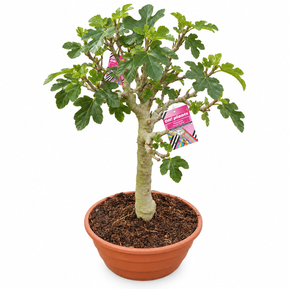 Idős bonsai fügefa (Ficus carica) Brown Turkey, 8. évtől termő, édes, sötét gyümölcsökkel