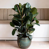 Arbore de Cauciuc (Ficus Robusta), 130-135 cm