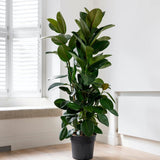 Arbore de Cauciuc (Ficus Robusta), 130-135 cm