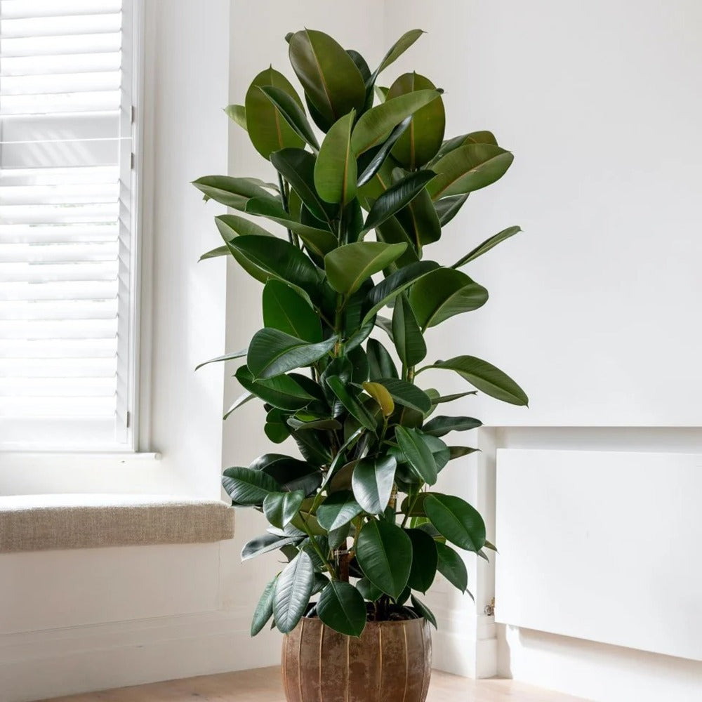 Arbore de Cauciuc (Ficus Robusta), 130-135 cm