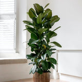 Arbore de Cauciuc (Ficus Robusta), 130-135 cm