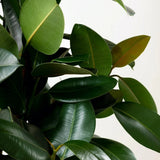 Arbore de Cauciuc (Ficus Robusta), 130-135 cm