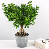 Ficus Bonsai Ginseng cu radacini groase, planta de interior, purificatoare aer - 35 cm