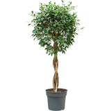 Ficus Nitida fonott törzzsel, 120 cm – dús koronájú szobanövény fényes zöld levelekkel