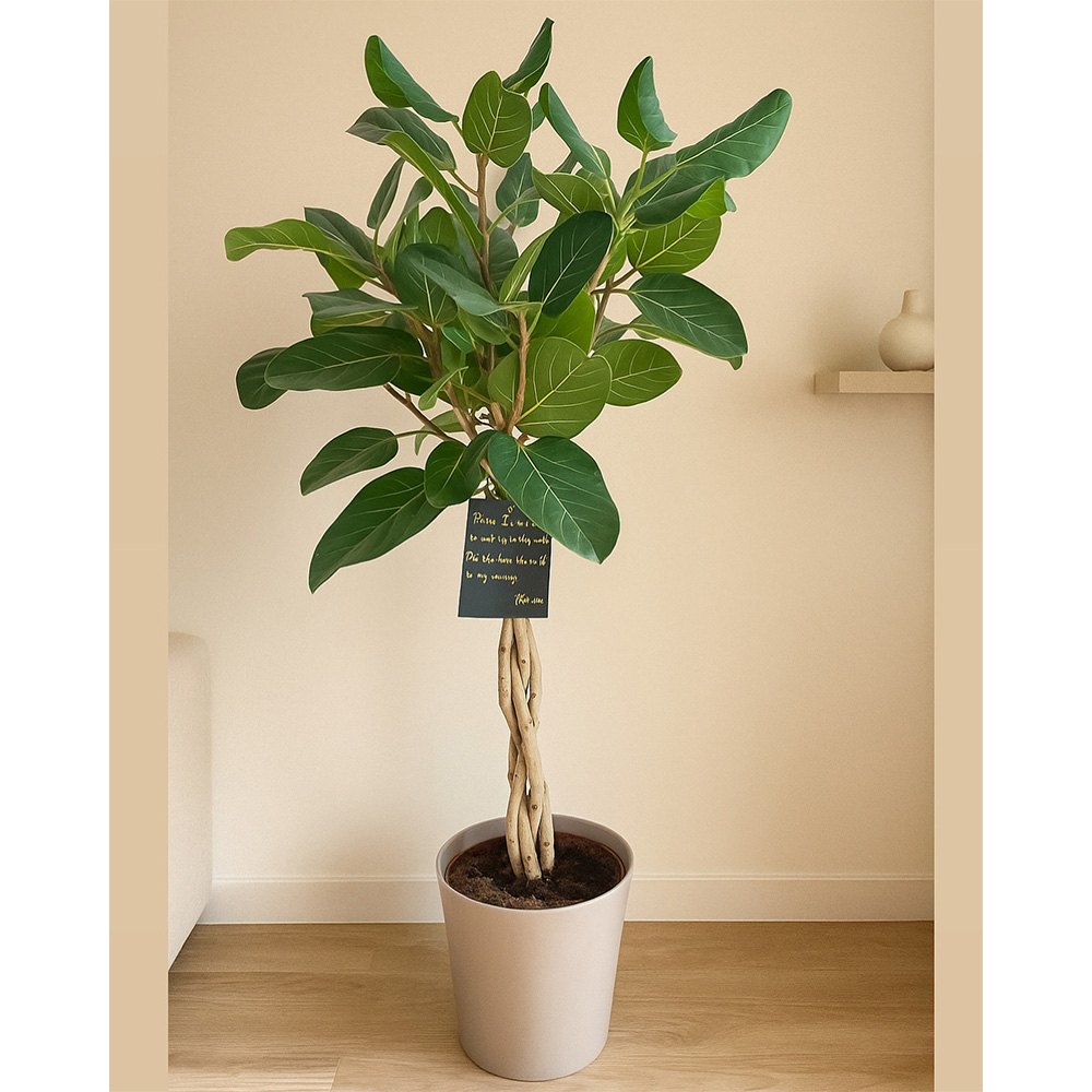 Ficus Audrey, Tip Copac, 120-130 cm, ficus de apartament cu frunze verzi mari catifelate