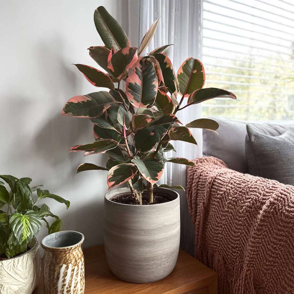 Arbore de Cauciuc, Ficus elastica Belize, 50-55 cm, planta de apartament cu frunze roz verzi si crem