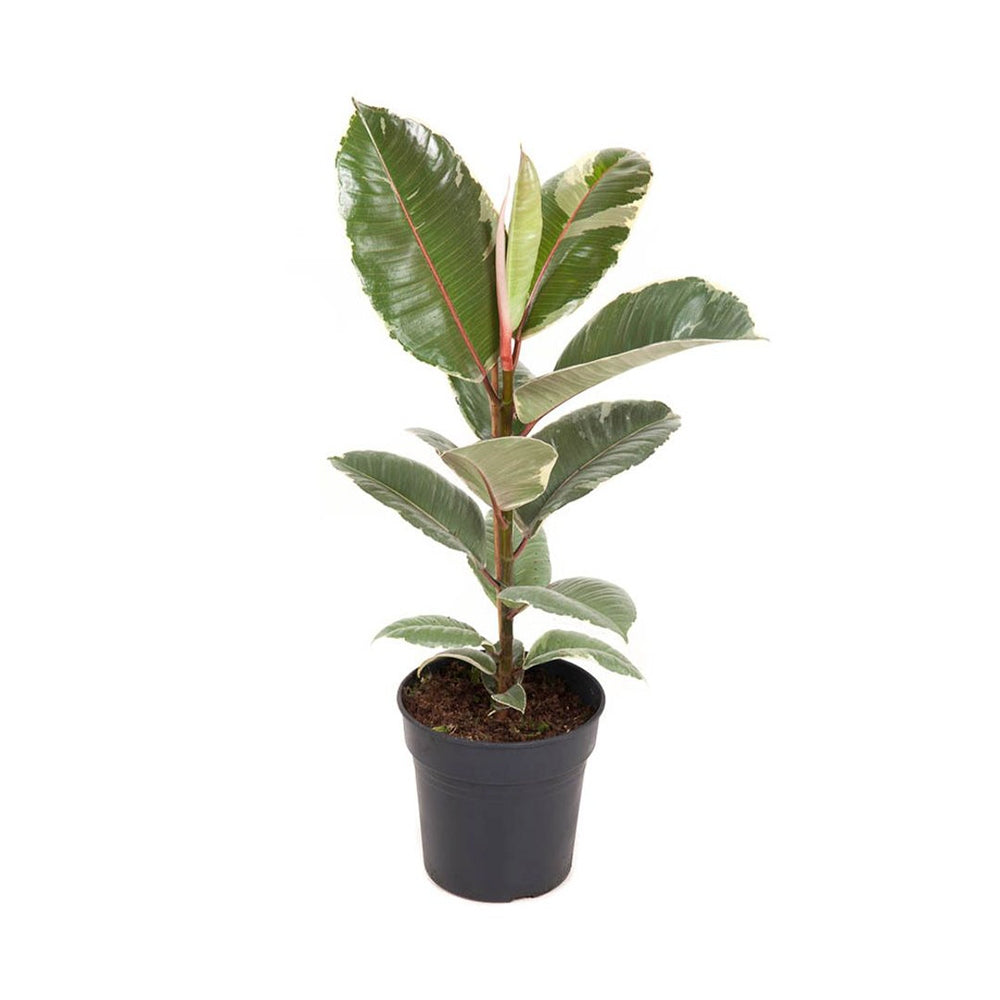 Gumifa Ficus Elastica 'Tineke' – tarka zöld-krém levelű szobanövény