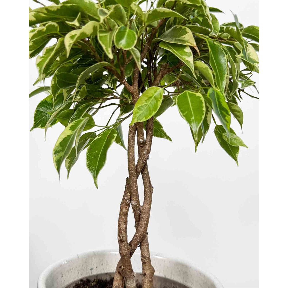 Ficus Bonsai 'Bushy King' fonott törzzsel – elegáns szobanövény, 35 cm