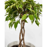 Ficus Bonsai 'Bushy King' fonott törzzsel – elegáns szobanövény, 35 cm