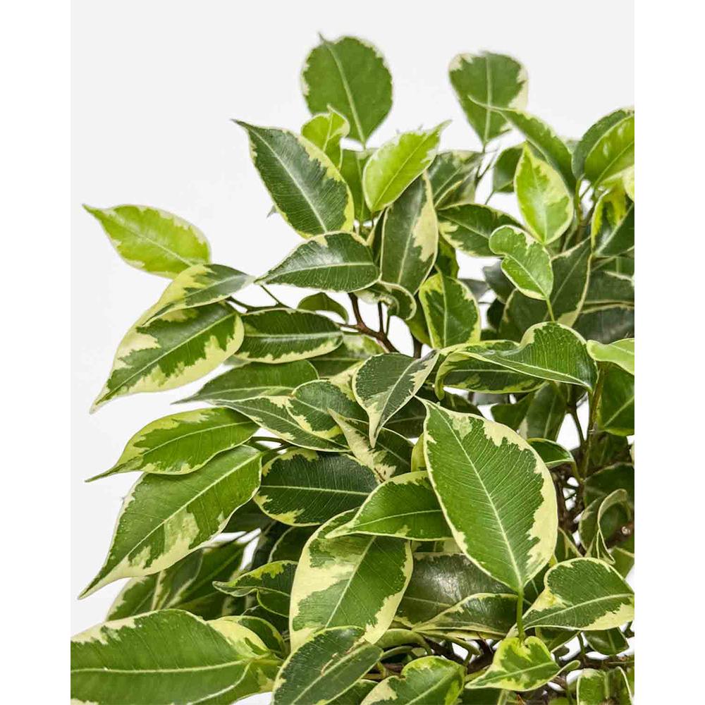 Ficus Bonsai 'Bushy King' fonott törzzsel – elegáns szobanövény, 35 cm