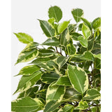Ficus Bonsai 'Bushy King' fonott törzzsel – elegáns szobanövény, 35 cm