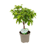 Ficus Bonsai 'Bushy King' fonott törzzsel – elegáns szobanövény, 35 cm