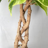 Ficus Bonsai 'Bushy King' fonott törzzsel – elegáns szobanövény, 35 cm
