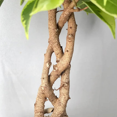 Ficus Bonsai 'Bushy King' fonott törzzsel – elegáns szobanövény, 35 cm