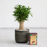 Ficus Bonsai Benjamina Natasja, 35 cm, planta de apartament decorativa cu frunze verzi