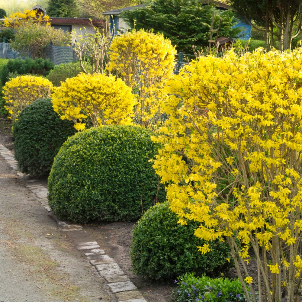 Aranyvessző (Forsythia Spectabilis), díszcserje élénk sárga virágokkal tavasszal, gyors növekedés