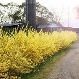 Aranyvessző (Forsythia Spectabilis), díszcserje élénk sárga virágokkal tavasszal, gyors növekedés