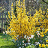 Aranyvessző (Forsythia Spectabilis), díszcserje élénk sárga virágokkal tavasszal, gyors növekedés