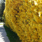 Aranyvessző (Forsythia Spectabilis), díszcserje élénk sárga virágokkal tavasszal, gyors növekedés