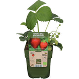 Capsuni Productivi Corona (Fragaria Ananassa), cu fructe foarte mari si aroma echilibrata, perfecti pentru gradina, an 1 pe rod
