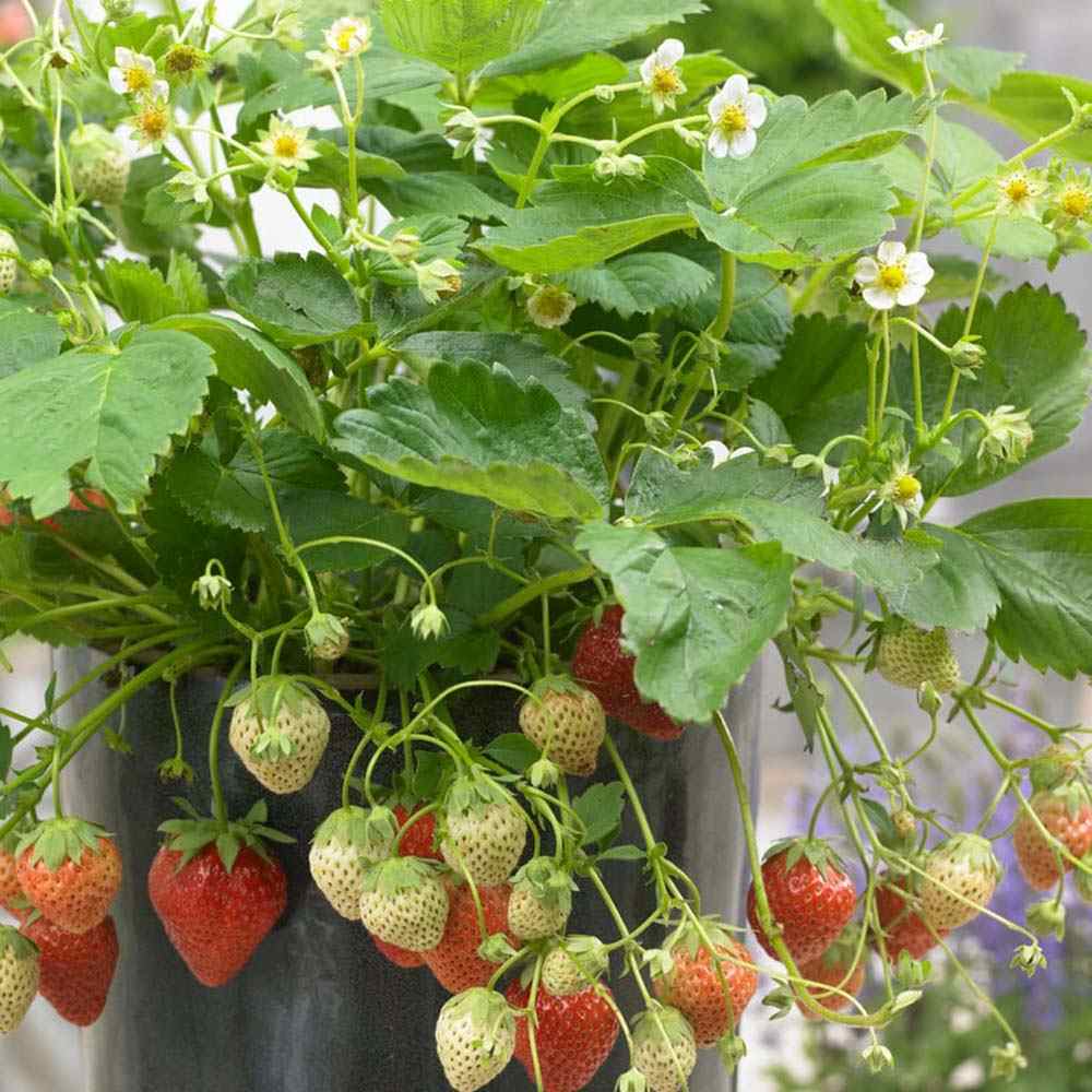 Capsuni Productivi Corona (Fragaria Ananassa), cu fructe foarte mari si aroma echilibrata, perfecti pentru gradina, an 1 pe rod