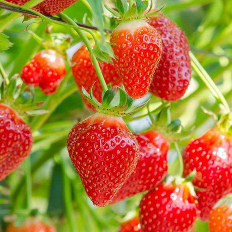 Capsuni Productivi Corona (Fragaria Ananassa), cu fructe foarte mari si aroma echilibrata, perfecti pentru gradina, an 1 pe rod