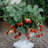 Capsun Ostara (Fragaria Ananassa), productiv, remontant, fructe dulci, rezistent la frig, an 3 pe rod