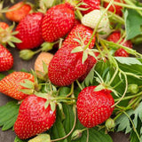 Capsun Ostara (Fragaria Ananassa), productiv, remontant, fructe dulci, rezistent la frig, an 3 pe rod