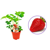 Capsun Ostara (Fragaria Ananassa), productiv, remontant, fructe dulci, rezistent la frig, an 3 pe rod