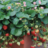 Capsuni Rosana (Fragaria Ananassa), semitimpurii cu productie ridicata si gust clasic, ideali pentru gradini