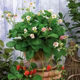 Capsuni Rosana (Fragaria Ananassa), semitimpurii cu productie ridicata si gust clasic, ideali pentru gradini