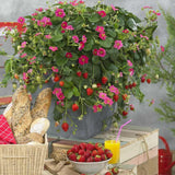 Capsuni Rosana (Fragaria Ananassa), semitimpurii cu productie ridicata si gust clasic, ideali pentru gradini