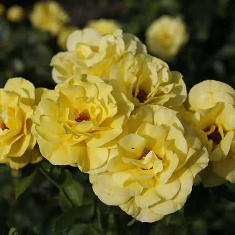 Trandafir Floribunda galben Friesia, cu parfum intens, inflorire repetata si premiat