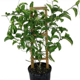 Fructul pasiunii galben (Passiflora edulis Fo edulis), aroma tropicala delicioasa, ideal pentru sucuri si deserturi