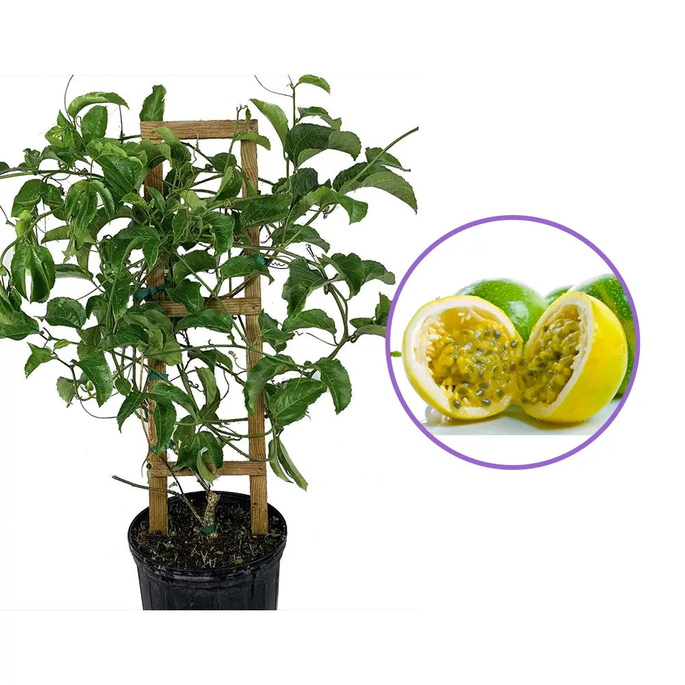 Fructul pasiunii galben (Passiflora edulis Fo edulis), aroma tropicala delicioasa, ideal pentru sucuri si deserturi