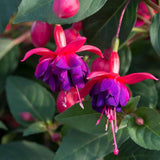 Fuchsia Dollar Princess, 30 cm, planta decorativa cu flori bicolore roz si violet, inflorire lunga si crestere curgatoare