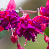 Fuchsia Dollar Princess, 30 cm, planta decorativa cu flori bicolore roz si violet, inflorire lunga si crestere curgatoare